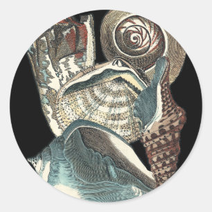 Adesivo Anthologia Seashell
