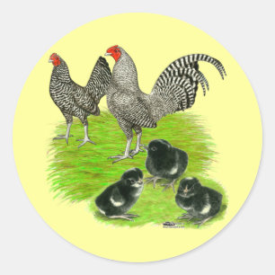 Adesivo Antiga família Barred Bantam Inglesa