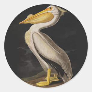 Adesivo Antigo Pelicano Branco de John James Audubon Coste