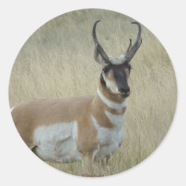 Adesivo Antilocapra Americana Face Escura R8