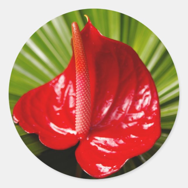 Adesivo Antirírio (Frente)