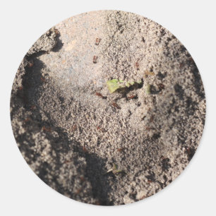Adesivo Ants Go Marching