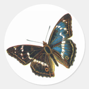 Adesivo Apatura iris