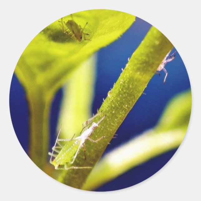 Adesivo Aphids (Frente)