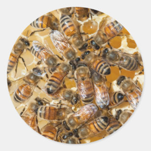 Adesivo Apicultura na Arlo's Honey Farm