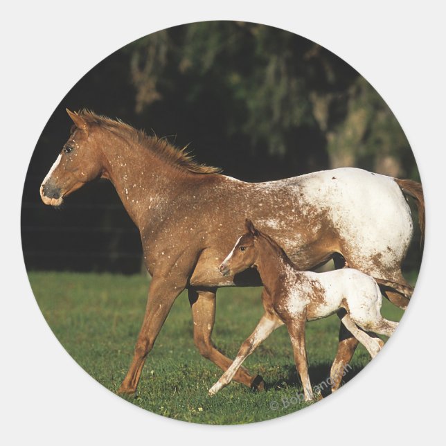 Adesivo Appaloosa Mare E Foal (Frente)