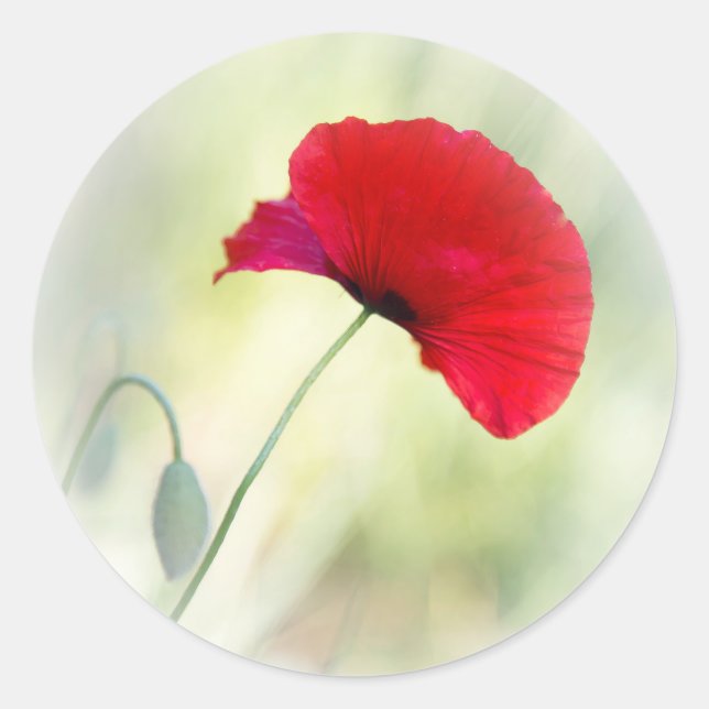 Adesivo Apron com papoila vermelha "Seja feliz!" (Frente)