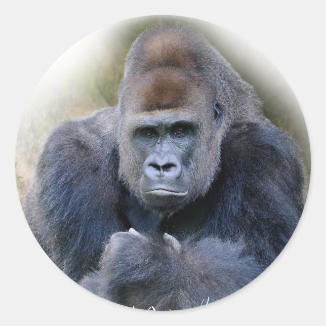 Adesivo Aproximação do gorila deitado na grama (Frente)