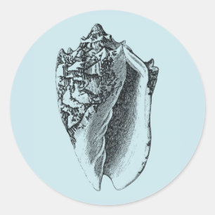 Adesivo Aqua Conch Shell