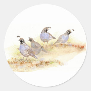 Adesivo Aquarela Codorna da Califórnia