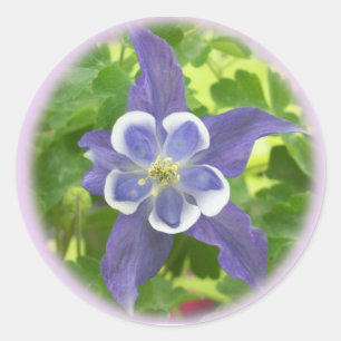 Adesivo Aquílio Columbine Flores Redondos