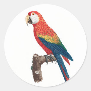 Adesivo Ara Canga Parrot