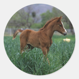 Adesivo Arab Foal