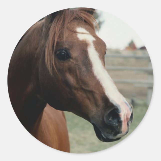 Adesivo Árabe em Pasture (Frente)