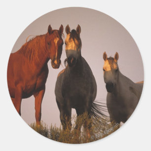 Adesivo Árabes ao pôr do sol