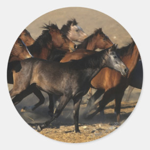 Adesivo Árabes correm no deserto