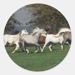 Adesivo Árabes correndo em campo