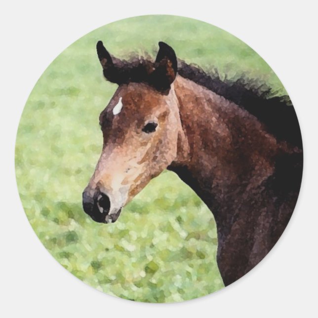 Adesivo Arabian Foal Sticker (Frente)