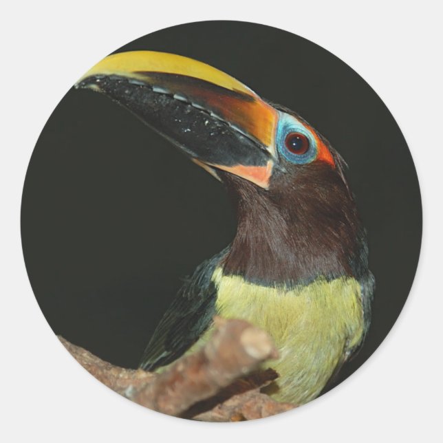 Adesivo Aracari Toucan de pescoço negro (Frente)