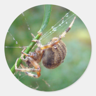 Adesivo Araneus - Orb Weaver Spider