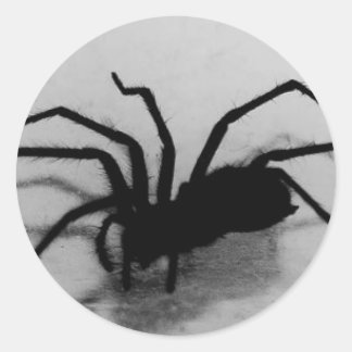 Adesivo aranha
