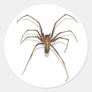 Adesivo Aranha