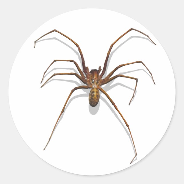 Adesivo Aranha (Frente)