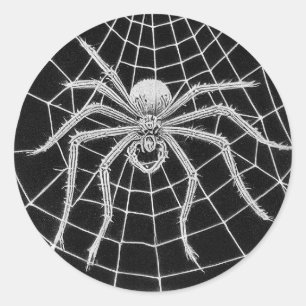 Adesivo Aranha antiga tecendo teia