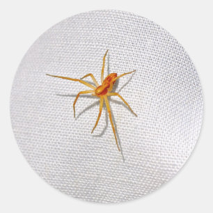 Adesivo Aranha-de-laranja-branca