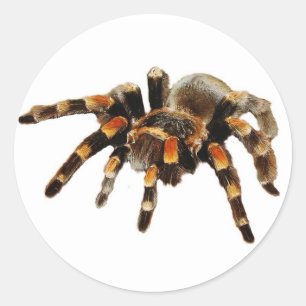 Adesivo Aranha-do-antula negra e laranja