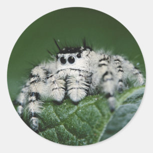 Adesivo Aranha Saltadora Metaphid