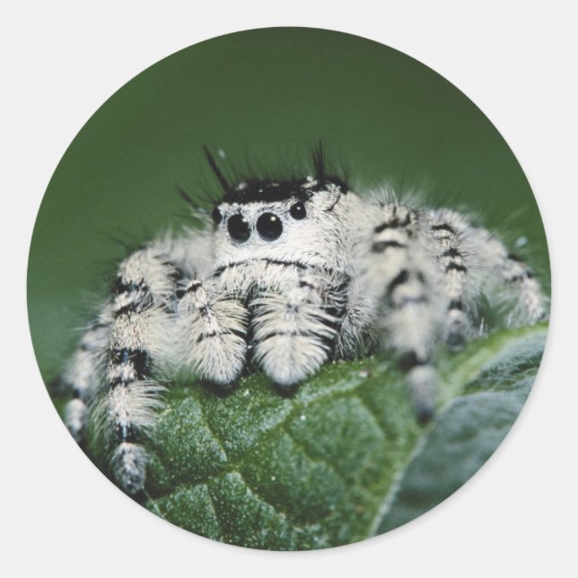 Adesivo Aranha Saltadora Metaphid (Frente)