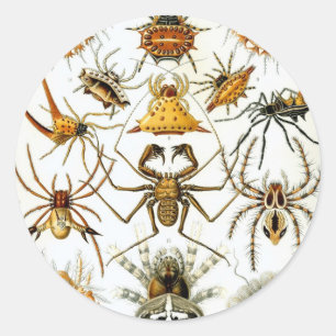 Adesivo Aranhas ou Aracnídeos Vintage por Ernst Haeckel