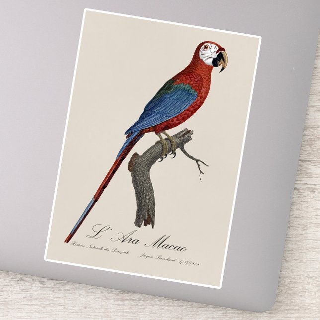 Adesivo Arara-vermelha, Ara chloropterus (Red-and-green Macaw, Ara chloropterus. Sticker)