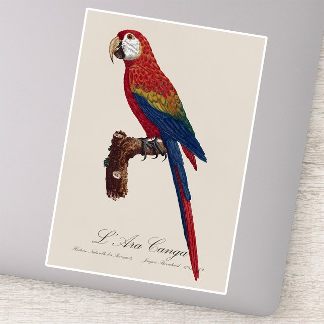Adesivo Arara-vermelha, Ara macao (Scarlet Macaw or Red-Breasted Macaw, Ara macao. Sticker)