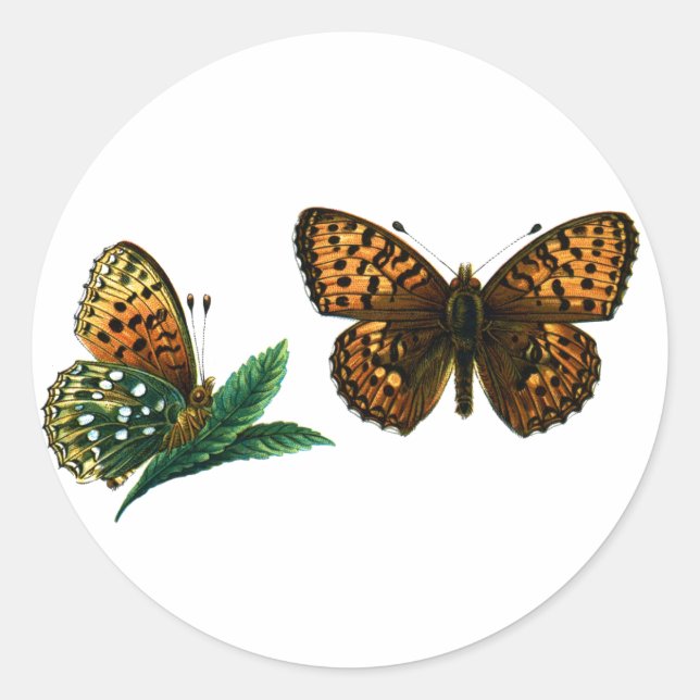 Adesivo Argynnis aglaja (Frente)