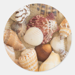 Adesivo Arranjo do Seashell