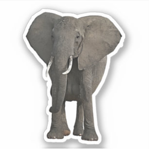 Adesivo Arte Animal Safari Selvagem de Elefantes Africanos