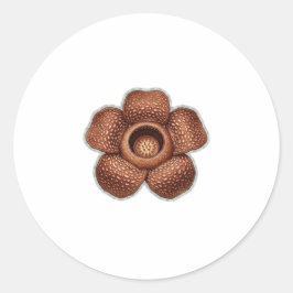 Adesivo Arte da rara flor Rafflesia - Bota exótica indonés