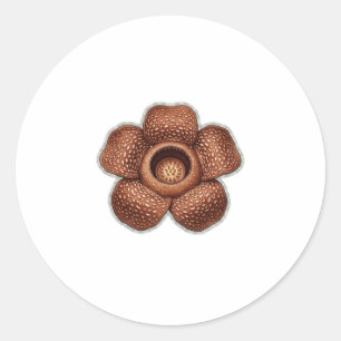 Adesivo Arte da rara flor Rafflesia - Bota exótica indonés