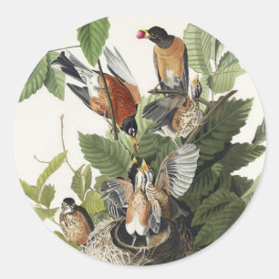 Adesivo Arte de ninho de pássaro do melro-americano Audubo