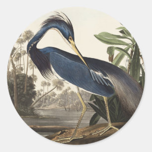 Adesivo Arte de Pássaro da Garça da Louisiana de Audubon V