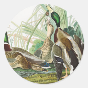 Adesivo Arte de vida selvagem do pato-real de Audubon Vint