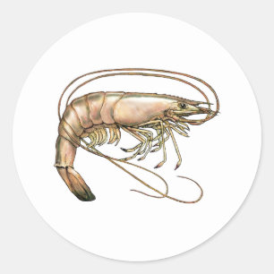 Adesivo Arte do sul do camarão
