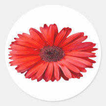 Arte Floral de Margarida Laranja 