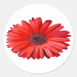 Adesivo Arte Floral de Margarida Laranja 