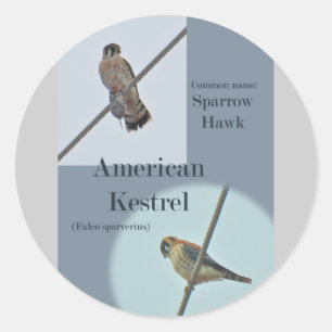 Adesivo Artigos americanos do Kestrel (sparverius de