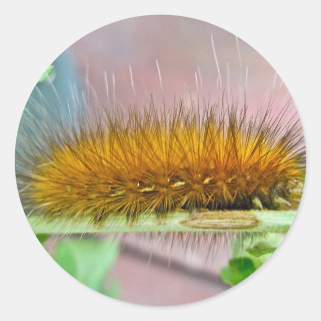 Adesivo Artigos de madeira virgem de lagarta de Urso Amare (Frente)