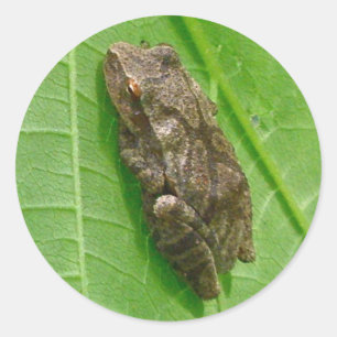Adesivo Artigos de Treefrog do Peeper de primavera
