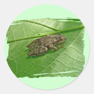 Adesivo Artigos de Treefrog do Peeper de primavera